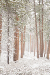 Fototapeta premium A forest of ponderosa trees during a snow storm near Sisters, Oregon.