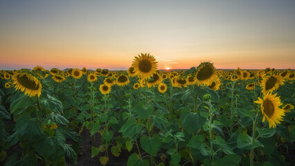 Field of blooming sunflowers on the background of the sunset. Soft and selective focus. Summer evening landscape with yellow sunflowers. Image with a copy of the label space.
