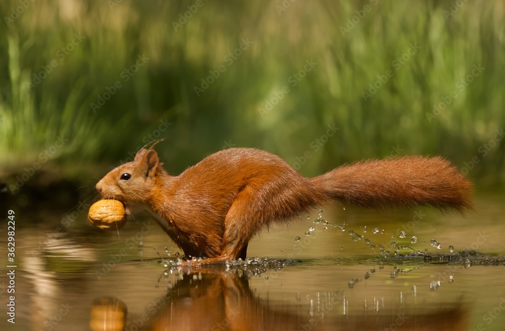 Poster selective focus shot of a red squirrel running on the water with a nut