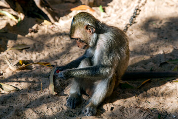 Lonely monkey sitting on a chain unfolds candy in Mui Ne, Vietnam