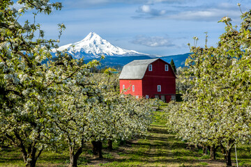 Red barn in Hood River Valley surrounded by pear blossoms with snow covered Mt Hood in the background, Oregon © Bob