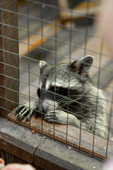 
raccoon
