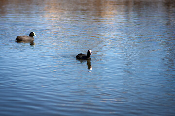 Close up of a coot swimming in the water