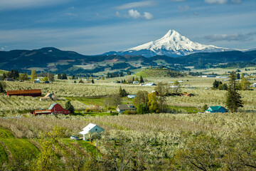 Fototapeta na wymiar Mt Hood looming above the Hood River valley, with apple and pear blossoms in bloom, Oregon