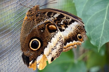 Closeup shot of a giant owl butterfly  perched on a net mesh
