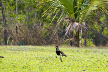 Quero-quero ou Abibe-do-sul (Vanellus chilensis)