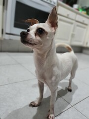 thin white chihuahua dog is standing, in the background you can see an oven, he is in a white kitchen too.