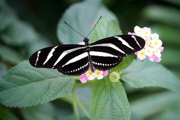 Overhead shot of a Zebra Longwing butterfly with open wings on a light pink flower © Alfred Smatlanek Sikula/Wirestock