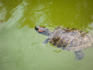 Big Bend slider turtle close up