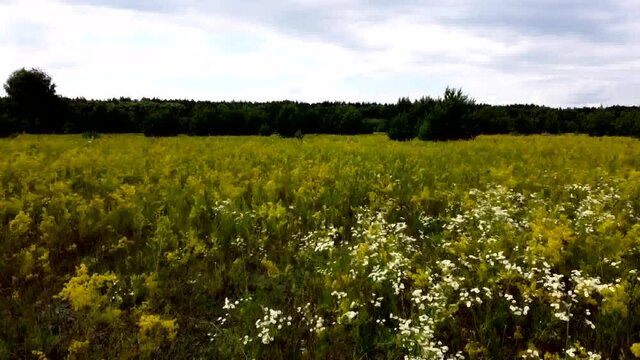 Flowery meadow in the midst of summer.
Spring and summer - the time of flowering meadow flowers and herbs.
