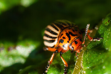 Colorado potato beetle eats fresh green potato leaves close-up, macro shot