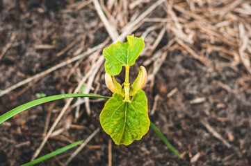 Sprouted bean seed and young green leaves from the cotyledon grow from the soil