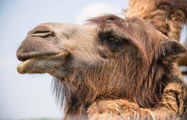 camel close up