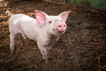 Niedliches Ferkel im eingestreuten Aussenbereich eines Bio-Bauernhofes.