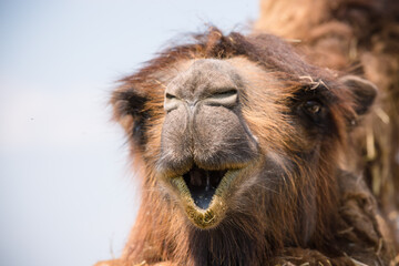 portrait of a camel