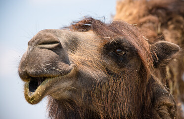 portrait of a camel