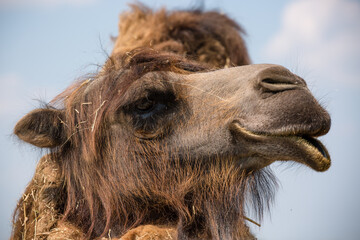 portrait of a camel