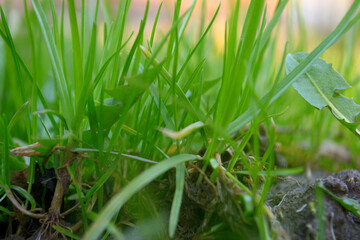 green grass close up on a sunny day
