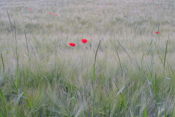 Rote Mohnblüten im Getreidefeld
