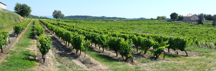 Fototapeta na wymiar Vignes de Provence