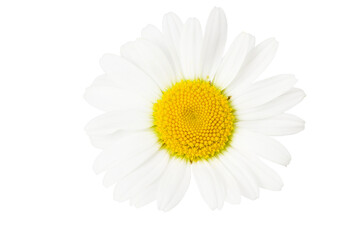 chamomile isolated on a white background. daisy flower.