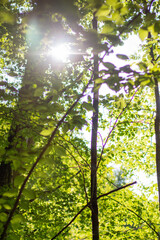 sun shining through the trees