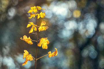 Sunlit maple leaves on a branch in the forest on a dark background
