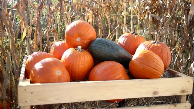 Autumn harvest and farmers eco market concept. Pumpkins in a wooden box. Biological products. Pumpkins for Halloween.