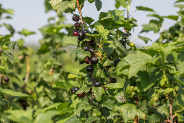 Black currants on the bush branch in the garden. Young currant berries ripen on a bush in the garden, ripe berries in the garden and on the farm. Concept of agrarian industry.
