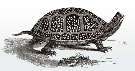 Fototapeta premium Blanding's turtle, emys blandingii, an endangered reptile from North America in side view after an antique illustration from the 19th century