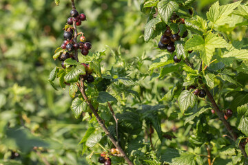 Black currants on the bush branch in the garden. Young currant berries ripen on a bush in the garden, ripe berries in the garden and on the farm. Concept of agrarian industry.