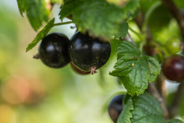 Black currants on the bush branch in the garden. Young currant berries ripen on a bush in the garden, ripe berries in the garden and on the farm. Concept of agrarian industry.