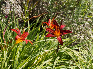 Hemerocallis hybrid 'Carey Quinn' | Beautiful Carey Quinn Daylily with velvety red trumpets and yellow-green throat and gracefully arching foliage