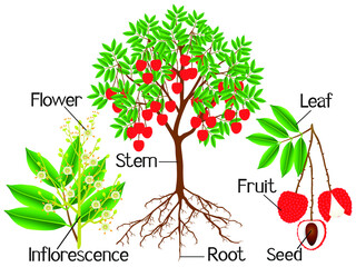 Obraz premium Parts of a lychee tree on a white background.