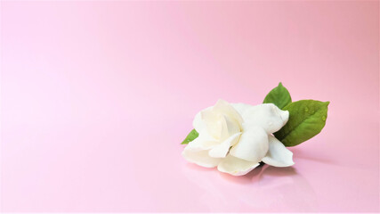 Spa setting and Spa background composition with white gardenia flower on pink background. Banner