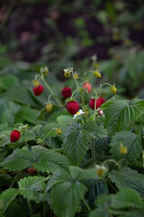 red wild strawberries on a bush in green grass