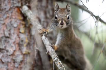 Naklejka na ściany i meble Squirrel sitting on branch