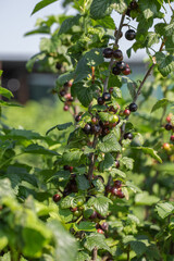 Black currants on the bush branch in the garden. Young currant berries ripen on a bush in the garden, ripe berries in the garden and on the farm. Concept of agrarian industry.