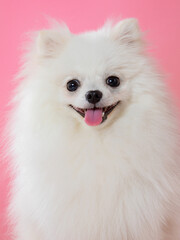 white spitz on a pink background, funny dog