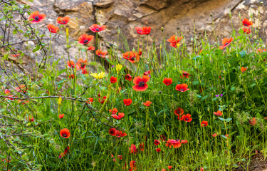 field of red poppies