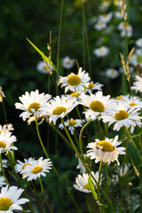 белые ромашки в зеленой траве