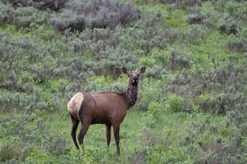 Naklejka na ściany i meble Elk standing in sage brush
