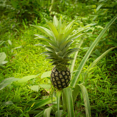 How Do Pineapples Grow .Young Pineapple Tree Pineapple Growing .