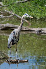 Great blue heron standing on a small log in a pond