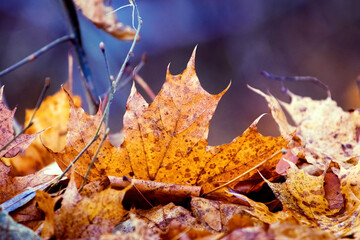 Orange maple leaf on the ground on a dark blurred background