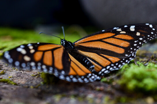 Monarch Butterfly in a log