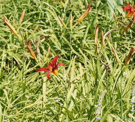 Carey Quinn Daylilies (Hemerocallis 'Carey Quinn'), hybrid starry flowers, scarlet red tinged with yellow in the center, decorative with graceful foliage