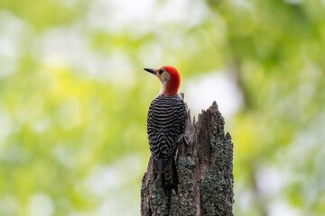 The back of a red-bellied woodpecker perched on a tree stump against a blurred dappled green background
