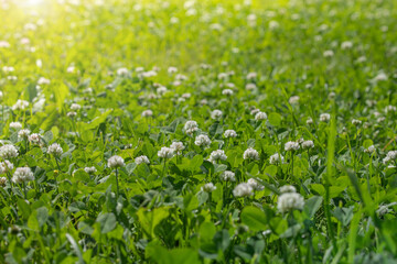 field of blooming white clover, meadow or pasture with green fresh grass