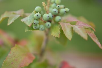Mahonia pinnata, A shrub species in the measles family.